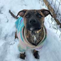 Thumbnail photo of Chiclet #2