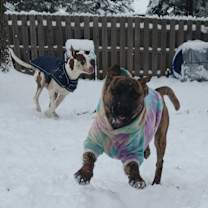 Thumbnail photo of Chiclet #3