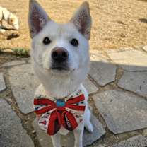 Thumbnail photo of WENDY #2