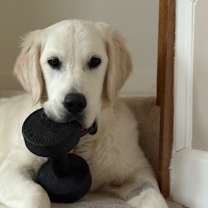 Thumbnail photo of Polo #1