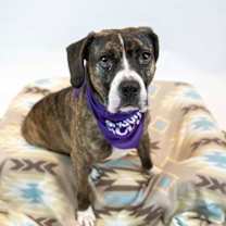 Thumbnail photo of Harry #2