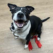 Thumbnail photo of Abby-Lu #1