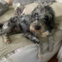 Thumbnail photo of Piper #1