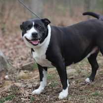 Thumbnail photo of Abby-Lu #4