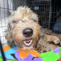 Thumbnail photo of Piper #2