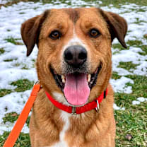 Thumbnail photo of Bellamy #1