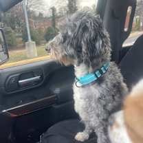 Thumbnail photo of Piper #3