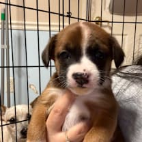 Thumbnail photo of NOVA #3