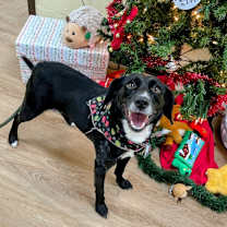 Thumbnail photo of Blair #1