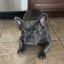 Thumbnail photo of Bella #2