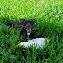 Thumbnail photo of Oakley #2