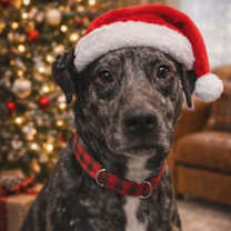 Thumbnail photo of Draco - At shelter #1