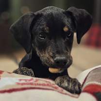 Thumbnail photo of Rascal the mixed breed puppy #1