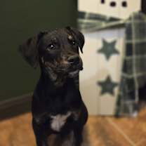 Thumbnail photo of Rascal the mixed breed puppy #3