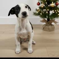 Thumbnail photo of Gostling #1