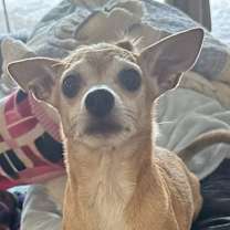 Thumbnail photo of Barney #1