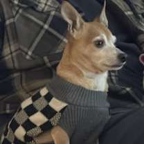 Thumbnail photo of Barney #2