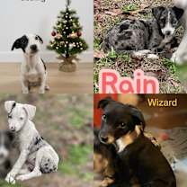 Thumbnail photo of Gostling #2