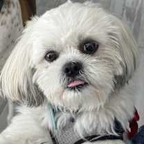 Thumbnail photo of Copito #1