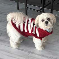 Thumbnail photo of Copito #3