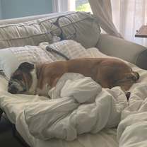 Thumbnail photo of Frankie #3