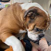 Thumbnail photo of Frankie #4