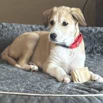 Thumbnail photo of Yeller the Lab Mix Puppy #1