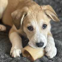 Thumbnail photo of Yeller the Lab Mix Puppy #2
