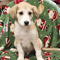 Thumbnail photo of Yeller the Lab Mix Puppy #3