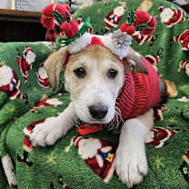 Thumbnail photo of Yeller the Lab Mix Puppy #4