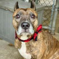 Thumbnail photo of Frosty #1