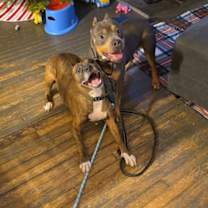 Thumbnail photo of Noel #3