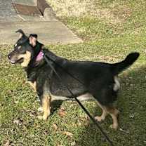 Thumbnail photo of Zoey #1