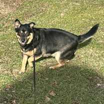 Thumbnail photo of Zoey #2