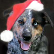 Thumbnail photo of Nick #1