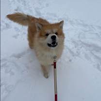 Thumbnail photo of Solomon #4