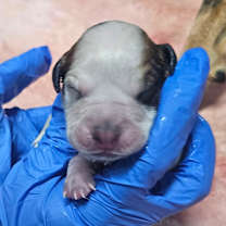 Thumbnail photo of Puppy 5 #1