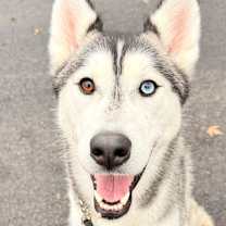 Thumbnail photo of Kira  #1