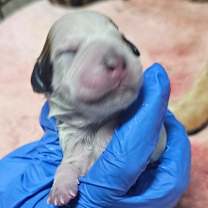 Thumbnail photo of Puppy 5 #2