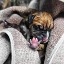 Thumbnail photo of Toffee #2