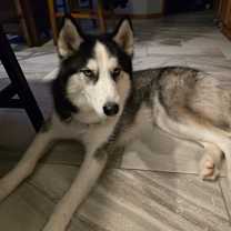 Thumbnail photo of Bandit #2