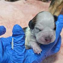 Thumbnail photo of Puppy 5 #3