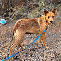 Thumbnail photo of Ruth #3