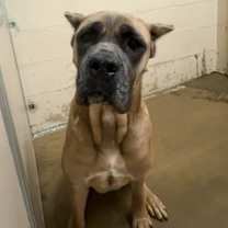 Thumbnail photo of Canela #1