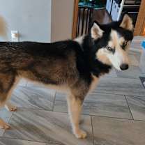 Thumbnail photo of Bandit #3