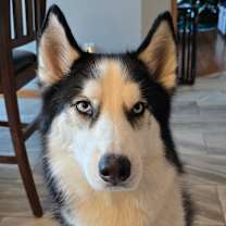 Thumbnail photo of Bandit #4