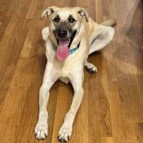 Thumbnail photo of Jake #1