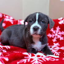 Thumbnail photo of Kringle #2