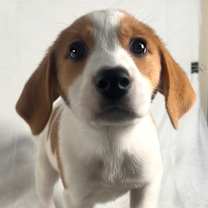 Thumbnail photo of Skye #1