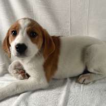 Thumbnail photo of Skye #2